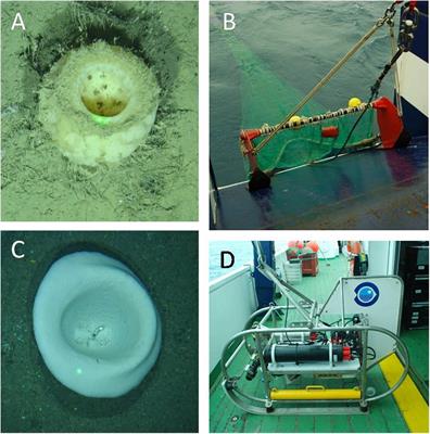 High Resolution Spatial Distribution for the Hexactinellid Sponges Asconema setubalense and Pheronema carpenteri in the Central Cantabrian Sea